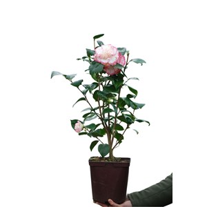 Camélia 'margaret davis' taille du pot
