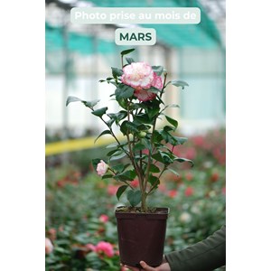 Camélia 'margaret davis' taille du pot