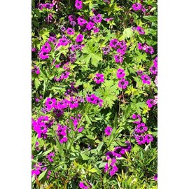 Géranium vivace 'ann thomson' taille du