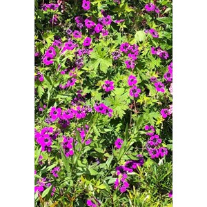 Géranium vivace 'ann thomson' taille du pot - en pot de 1,3 litres