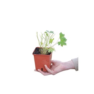 Géranium vivace 'ann thomson' taille du