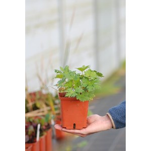 Géranium vivace 'ann thomson' taille du pot - en pot de 1,3 litres