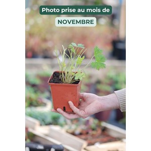 Géranium vivace 'ann thomson' taille du pot - en pot de 1,3 litres