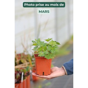 Géranium vivace 'ann thomson' taille du pot - en pot de 1,3 litres
