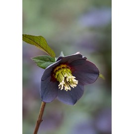 Hellébore 'black' taille du pot - godet