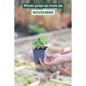 Hellébore 'black' taille du pot - godet