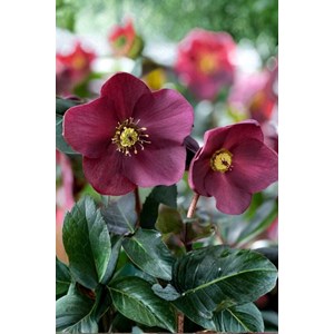 Hellébore 'red' taille du pot - godet