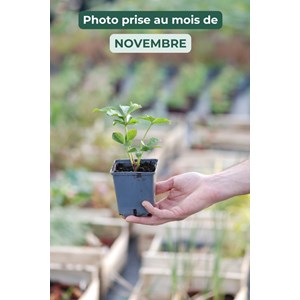 Hellébore 'red' taille du pot - godet