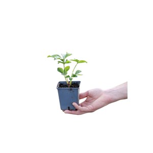 Hellébore 'red' taille du pot - godet