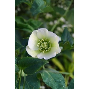 Hellébore 'white spotted' taille du pot - godet
