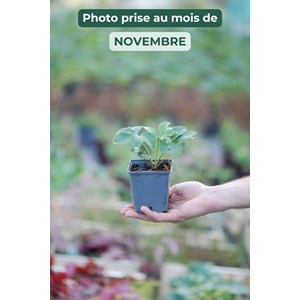 Hellébore 'white spotted' taille du pot