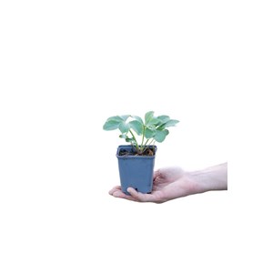 Hellébore 'white spotted' taille du pot