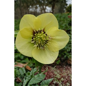 Hellébore 'yellow' taille du pot - gode