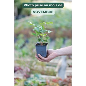 Hellébore 'yellow' taille du pot - gode