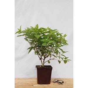 Hortensia 'phantom' taille du pot - en p