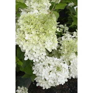 Hortensia 'phantom' taille du pot - en p