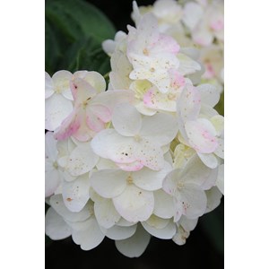 Hortensia 'phantom' taille du pot - en p