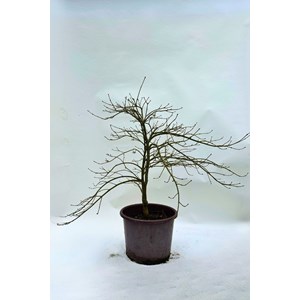 Erable 'dissectum' (grande taille) taill