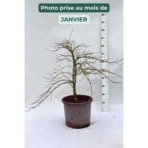 Erable 'dissectum' (grande taille) taill