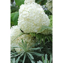 Hortensia 'annabelle' taille du pot - en