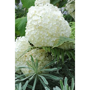 Hortensia 'annabelle' taille du pot - en