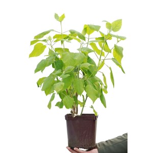 Hortensia 'annabelle' taille du pot - en