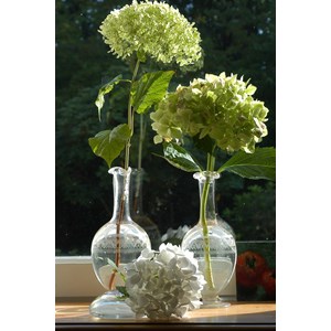 Hortensia 'annabelle' taille du pot - en