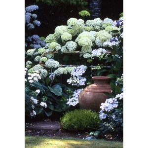 Hortensia 'annabelle' taille du pot - en