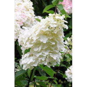 Hortensia 'unique' taille du pot - en pot de 3 litres