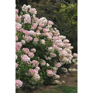 Hortensia 'unique' taille du pot - en po