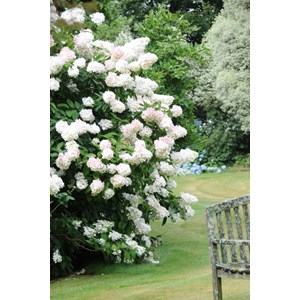 Hortensia 'unique' taille du pot - en po