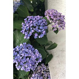 Hortensia 'ayesha' taille du pot - en po