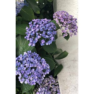 Hortensia 'ayesha' taille du pot - en pot de 3 litres
