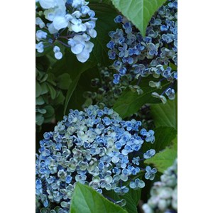 Hortensia 'ayesha' taille du pot - en po