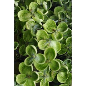 Hortensia 'ayesha' taille du pot - en po