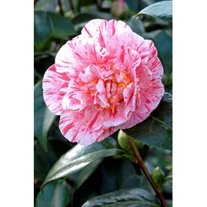 Camélia 'mrs nellie eastman' taille du