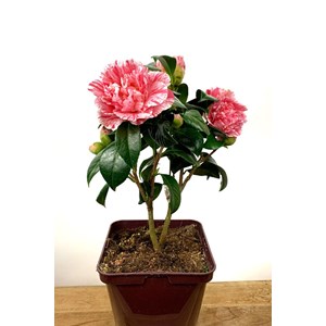 Camélia 'mrs nellie eastman' taille du