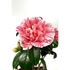 Camélia 'mrs nellie eastman' taille du