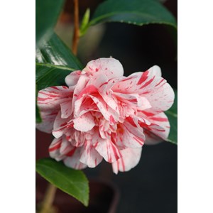 Camélia 'mrs nellie eastman' taille du