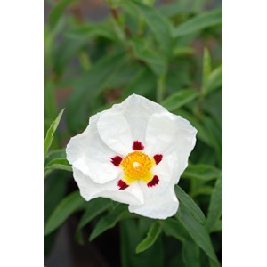 Ciste 'alan frad' taille du pot - en pot de 3 litres