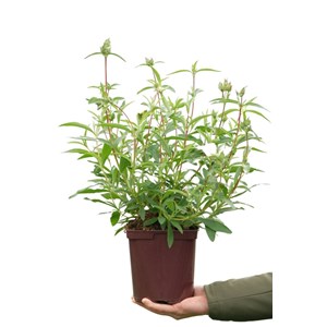 Ciste 'alan frad' taille du pot - en pot