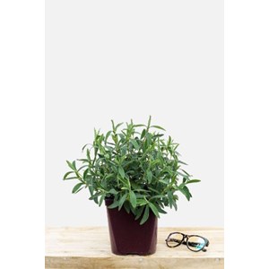 Ciste 'alan frad' taille du pot - en pot