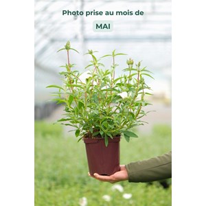 Ciste 'alan frad' taille du pot - en pot