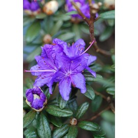 Rhododendron 'azurro' taille du pot - en