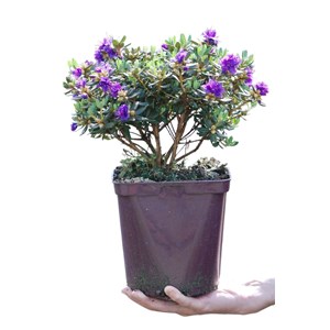 Rhododendron 'azurro' taille du pot - en