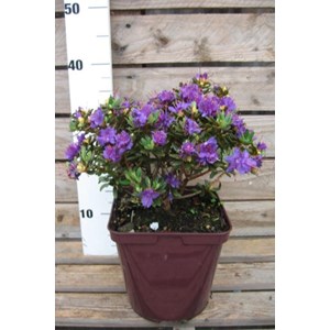 Rhododendron 'azurro' taille du pot - en