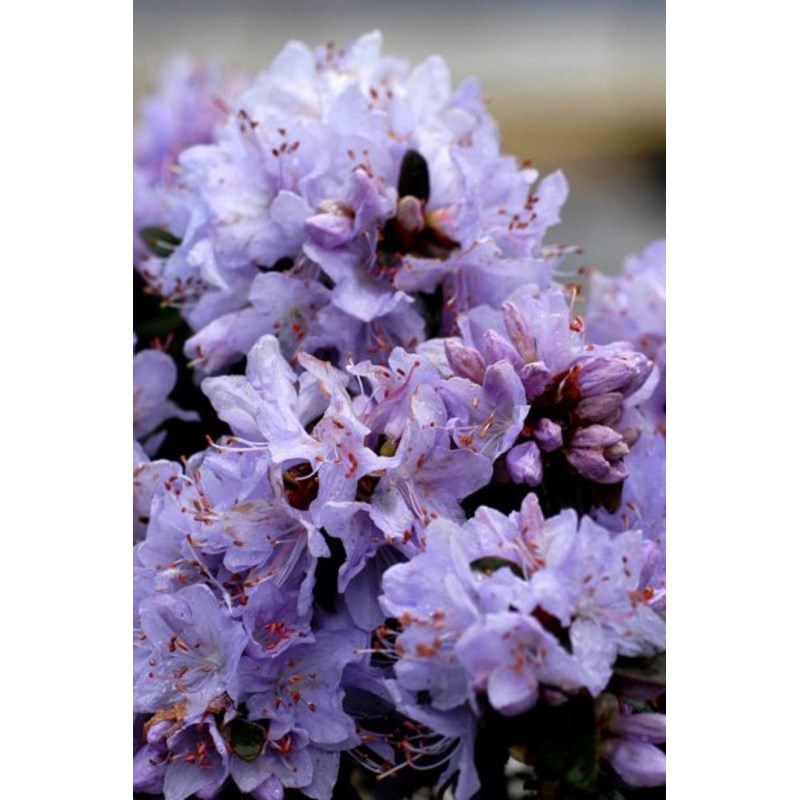 Rhododendron 'blue diamond' taille du pot - en pot de 4 litres
