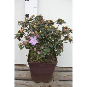 Rhododendron 'blue diamond' taille du po