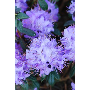 Rhododendron 'blue diamond' taille du po