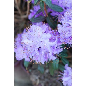 Rhododendron 'blue diamond' taille du po